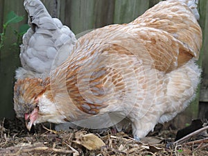 Araucana Chickens bred in Australia in residential area