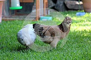 Araucana Chickens bred in Australia in residential area