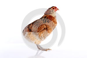 Araucana hen of blue easter eggs from Chile