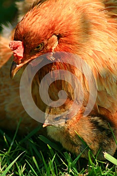 Araucana Hen And Chick