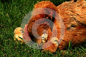 Araucana Hen And Chicks 2