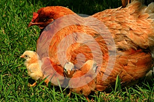 Araucana Hen And Chicks photo