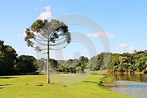 Araucaria Angustifolia (Brazilian pine)