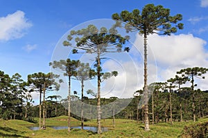 Araucaria angustifolia ( Brazilian pine), Brazil