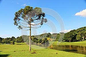 Araucaria Angustifolia (Brazilian pine) photo