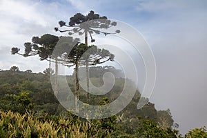 Araucaria angustifolia Brazilian pine on a foggy day at Aparados da Serra National Park - Rio Grande do Sul, Brazil