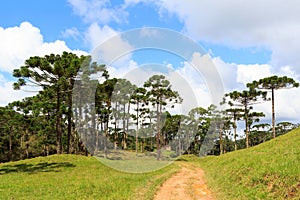 Araucaria angustifolia ( Brazilian pine) forest, Brazil