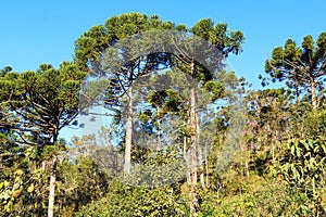 Araucaria angustifolia ( Brazilian pine) in forest photo