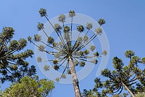 Araucaria angustifolia Brazilian pine of Itaimbezinho Canyon at Aparados da Serra National Park - Rio Grande do Sul, Brazil photo