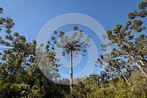 Araucaria angustifolia Brazilian pine of Itaimbezinho Canyon at Aparados da Serra National Park - Rio Grande do Sul, Brazil photo