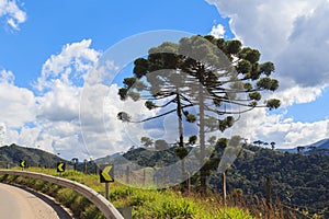 Araucaria angustifolia ( Brazilian pine) near road