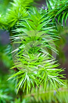 Araucaria angustifolia photo
