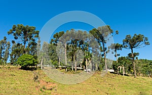 Araucaria Angustifolia trees in the countryside of Tres Coroas - Rio Grande do Sul, Brazil