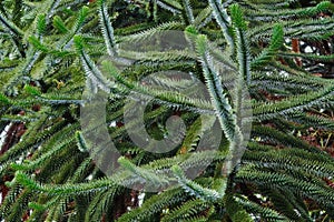 Araucaria araucana photo