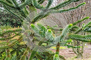 Araucaria araucana molina K. Koch - Monkey puzzle tree, Chilean pine. Endangered plant in red book