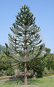 Araucaria araucana- monkey puzzle tree