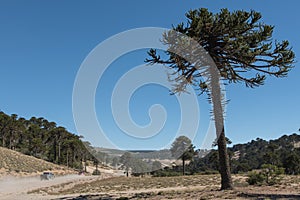 Araucaria araucana in Patagonia. Outdorrs Destination.