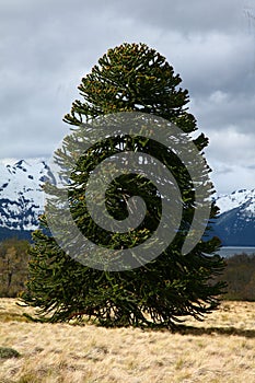 Araucaria araucana (Pehuen or Monkey-puzzle) tree