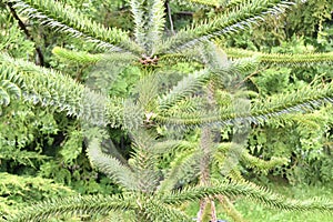 Araucaria araucaria Chilean pine tree