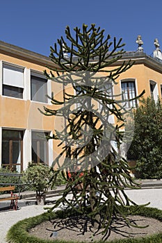 Araucaria Chilean - Araucaria araucana Molina K.Koch, Botanical Garden, Padua