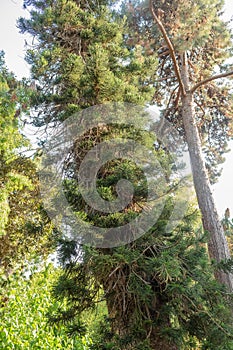 Araucaria Columnaris Called Cook Pine Native From New Caledonia