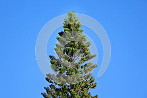 Araucaria cunninghamii