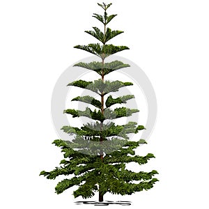 Araucaria is diverse Araucaria heterophylla L., Norfolk pine, Norfolk Island pine, Polynesian pine
