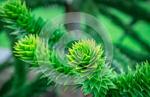 Araucaria evergreen conifer tree branch with soft needles, growing in a garden
