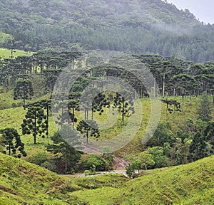 Araucaria fields in the south of Brazil, Santa Catarina state. photo