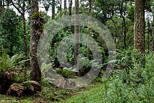 Araucaria Forest photo