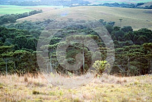 Araucaria forest