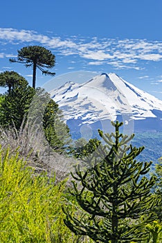 Araucaria forest in Conguillio National Park, Chile