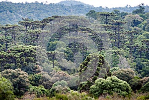 Araucaria forest in the Mountains