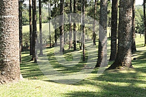 Araucaria Forest tree trunks