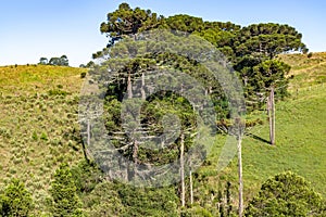 Araucaria forest and typical vegetation