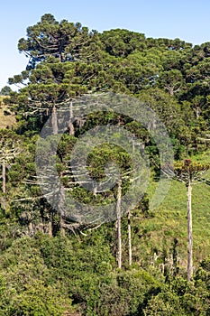 Araucaria forest and typical vegetation