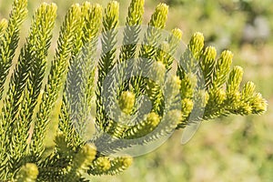 Araucaria heterophylla Leaf, Araucaria excelsa is a member of t