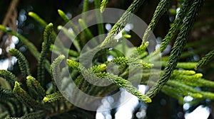 Araucaria heterophylla or Norfolk Pine is a hot soil evergreen plant