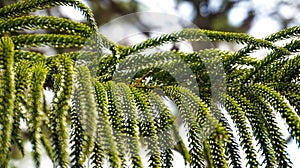 Araucaria heterophylla or Norfolk Pine is a hot soil evergreen plant