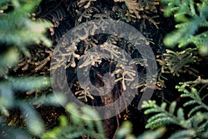 Araucaria heterophylla, Norfolk Pine tree needle leaves in Uttarakhand, India