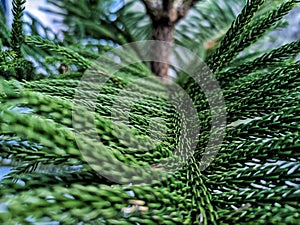 Araucaria heterophylla  is a species of conifer. s its vernacular name Norfolk Island pine  implies,