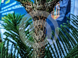 Araucaria heterophylla  is a species of conifer. s its vernacular name Norfolk Island pine  implies,