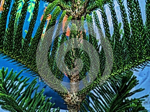 Araucaria heterophylla  is a species of conifer. s its vernacular name Norfolk Island pine  implies,
