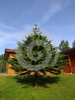Araucaria Heterophylla tree in the country side of Porto