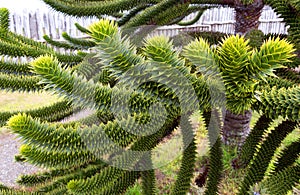 Araucaria