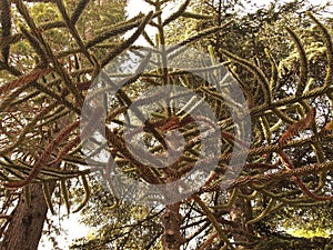 Araucaria, national tree of Chile
