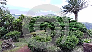 Araucaria in parasol and Canarian Palm at the miradouro Despe-te-que-Suas on the island of Sao Miguel photo