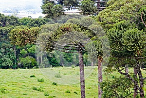 Araucaria Pine Tree photo