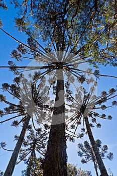 Araucaria Pine Trees photo