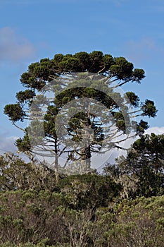 Araucaria Pine Trees photo